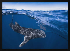 Whale Shark on split level Poster