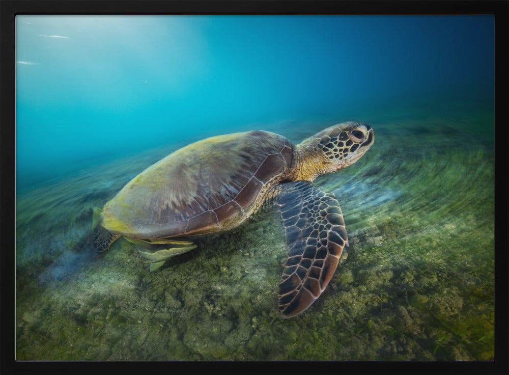 Green turtle Poster