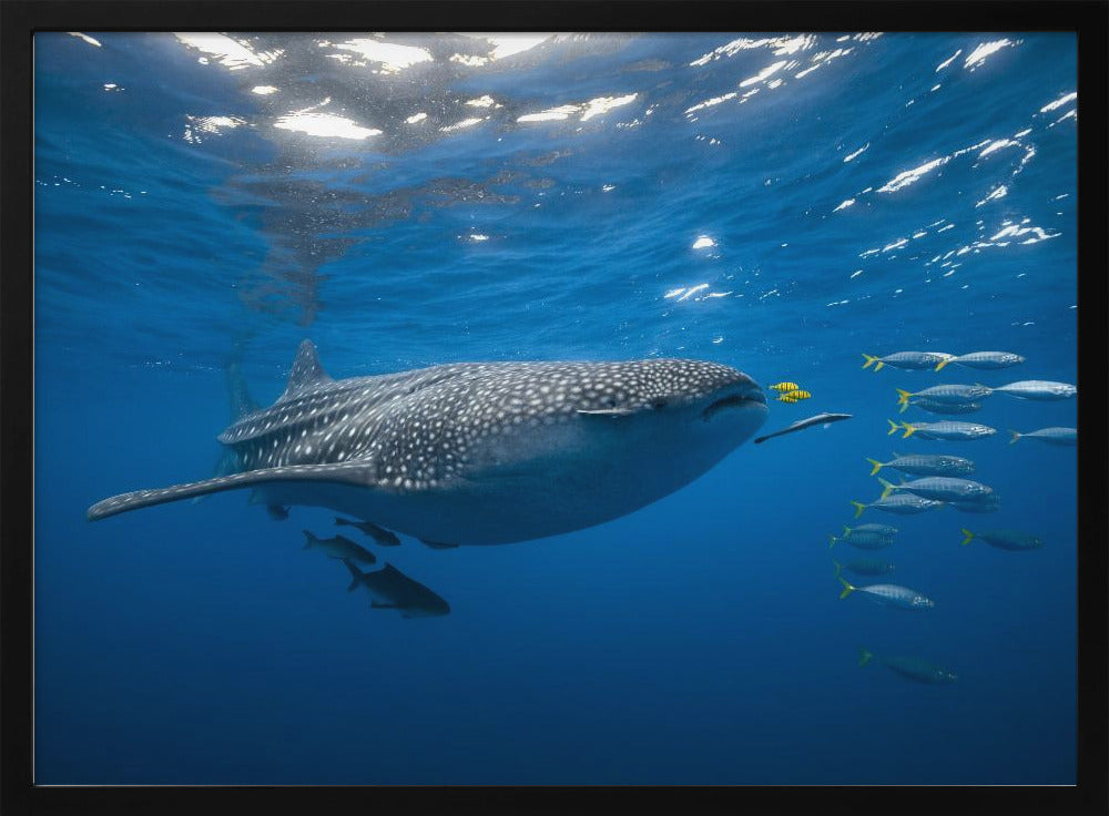 Tuna Shoal and whale shark Poster