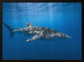 Whale shark in the blue Poster