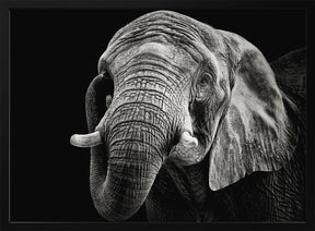 African Elephant Poster