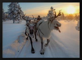 The morning drive to the herd Poster