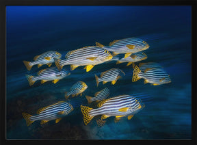 Oriental sweetlips Poster