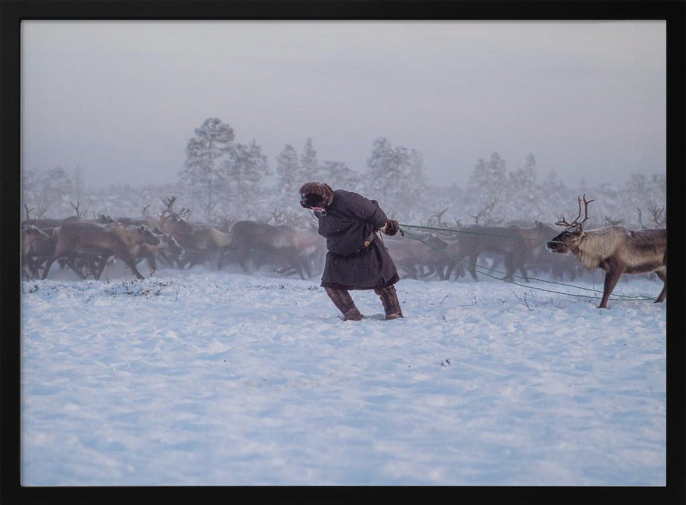 Nenet and reindeer II Poster