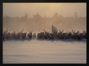 The herd II Poster