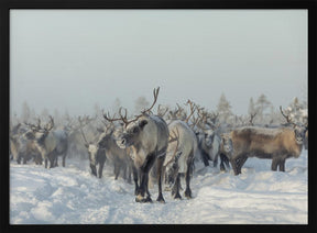 Reindeers Poster