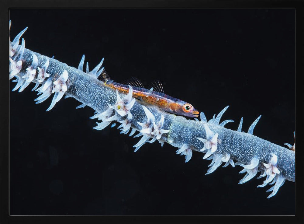 Whip coral  and its goby of the mesophotic zone Poster