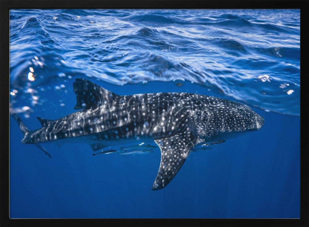 Whale shark : The biggest fish of the world Poster
