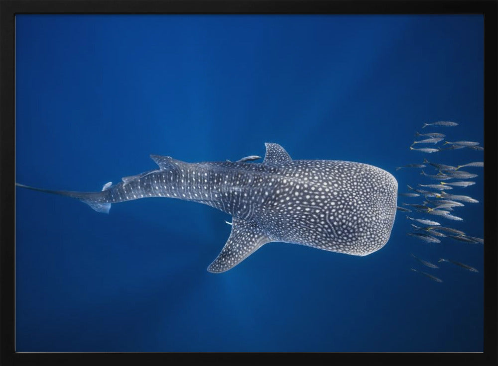 Whale shark and Tuna shoal Poster