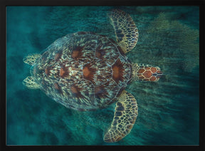 Green Turtle Poster