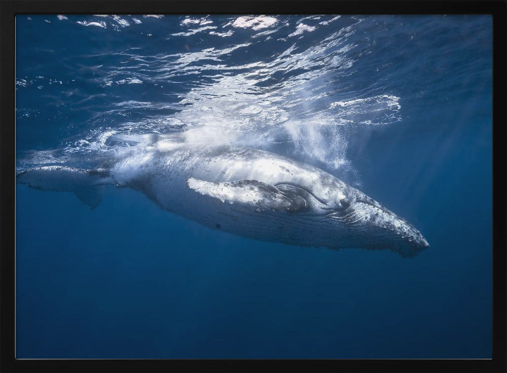 Humpback whale of Réunion Island Poster