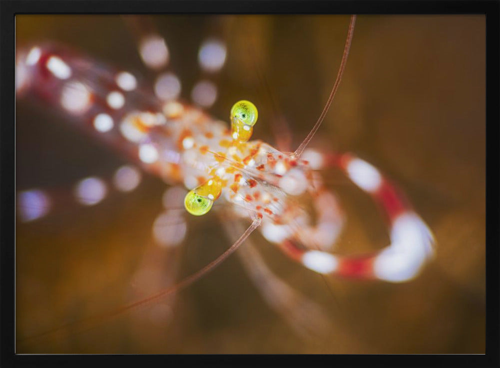 Close up : Anton Bruun cleaner shrimp Poster