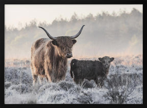 Highlander and Calf Poster