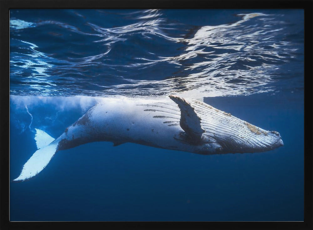 On the surface of the water: a humpback whale Poster