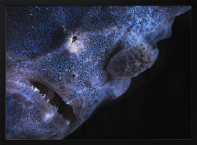 Frogfish Poster