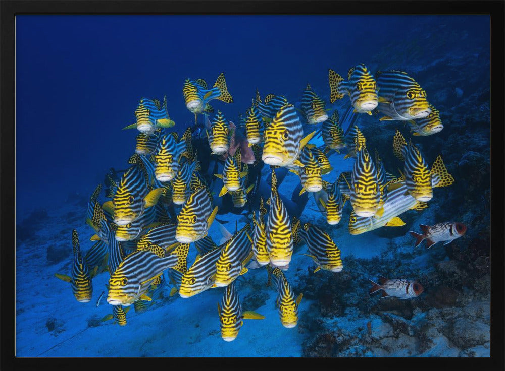 Oriental Sweetlips Poster