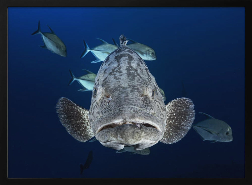 Face to face with a potato grouper Poster