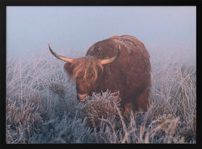 HIghlander in cold Sunrise. Poster