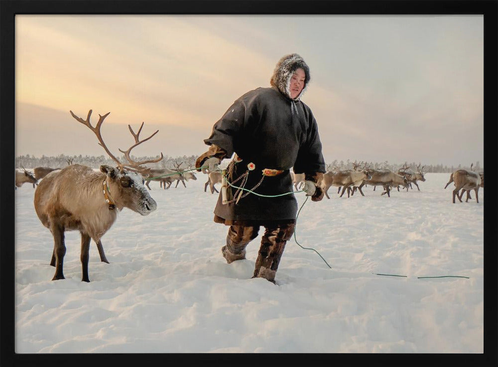 Nenet and reindeer Poster