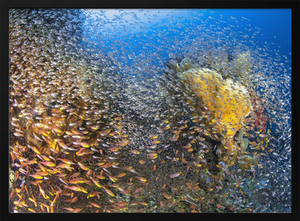 Underwater Life Poster