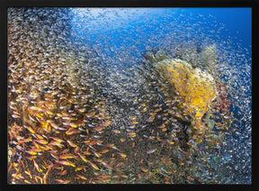 Underwater Life Poster