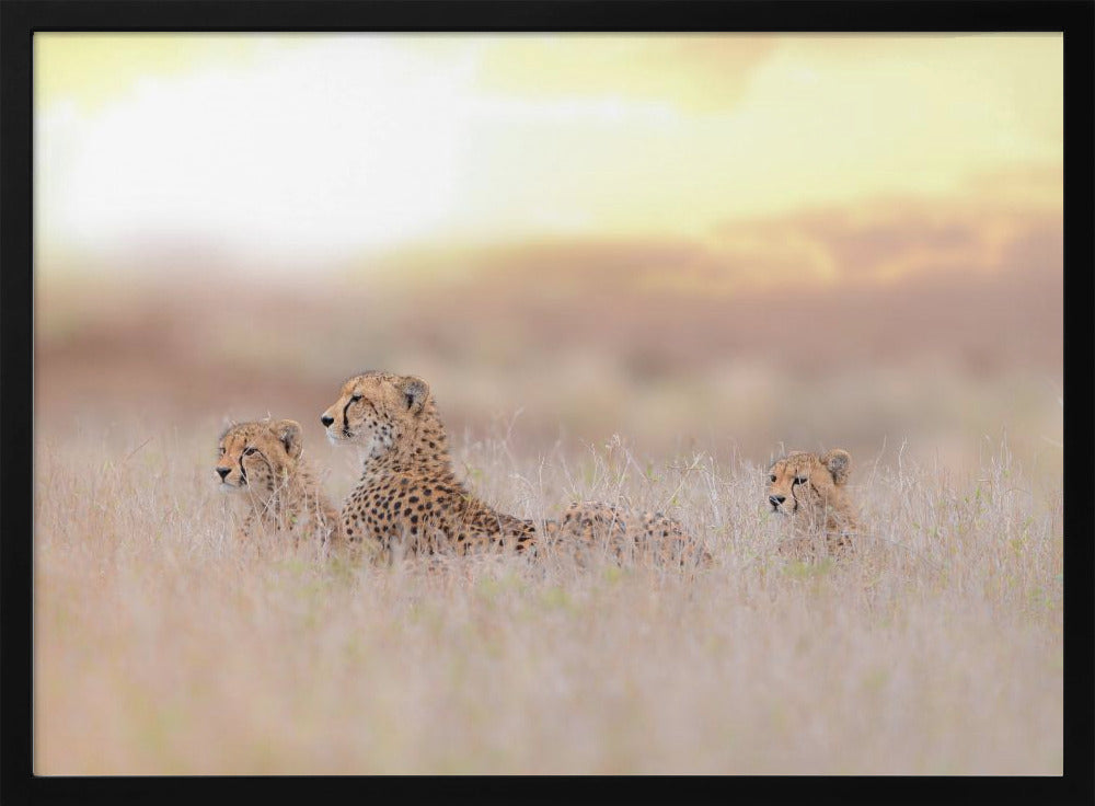 Cheetah Family Poster