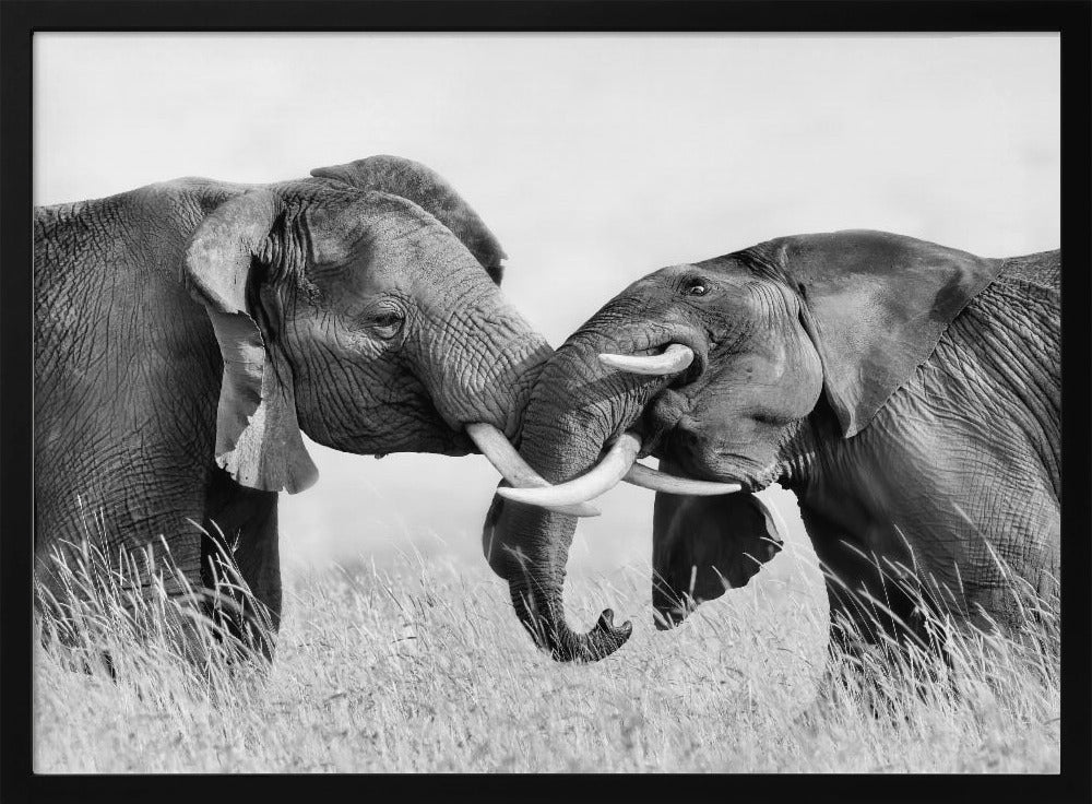 Elephant Fighting Poster