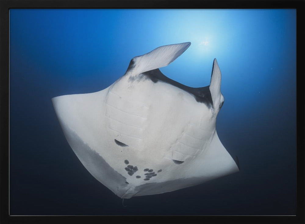 Océanic Manta Ray Poster