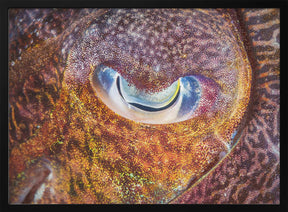 Focus on cuttlefish Poster