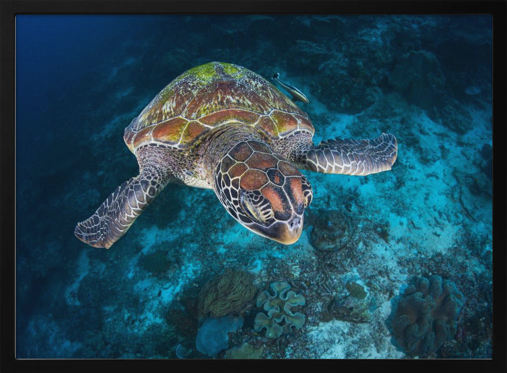 Green turtle from Sauwandarek Poster