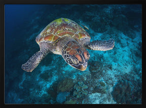 Green turtle from Sauwandarek Poster