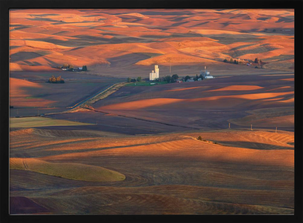 Golden Palouse Poster