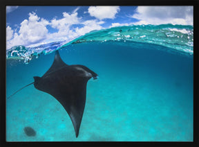 A reef manta ray in Mayotte Poster