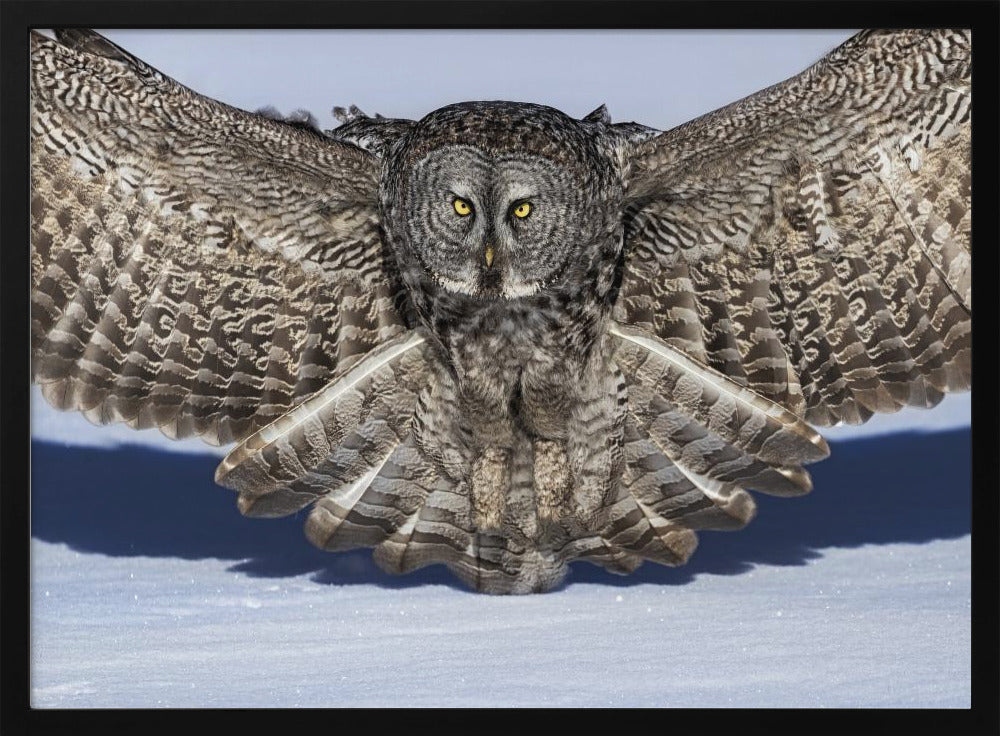 Great Grey Owl Poster