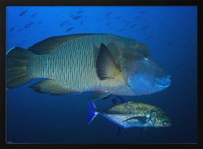 Humphead wrasse Poster