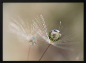 Star of dandelion Poster