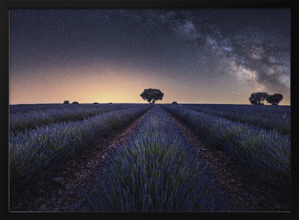 Lavender fields Poster