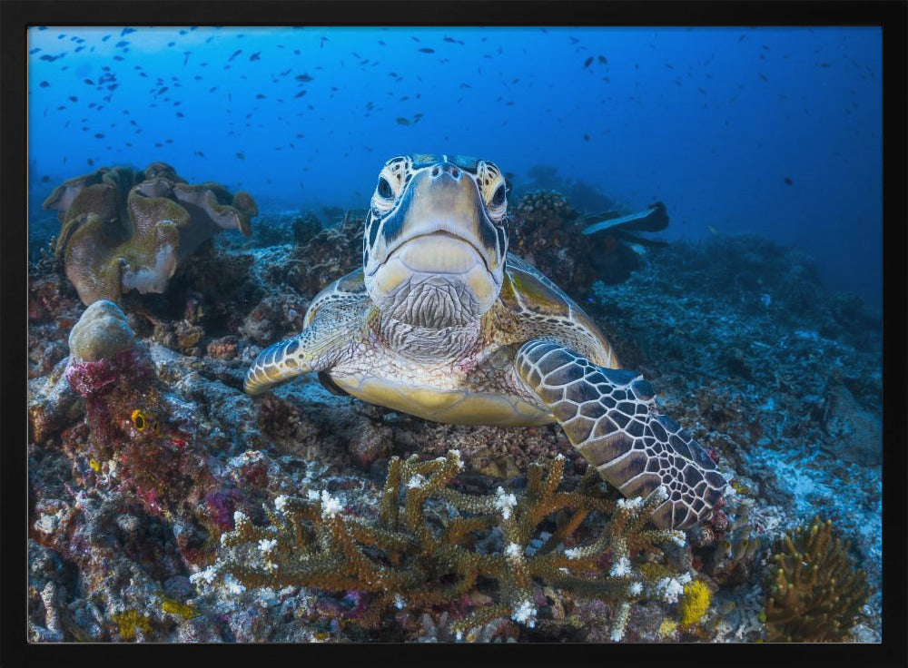 Face to face with a green turtle Poster