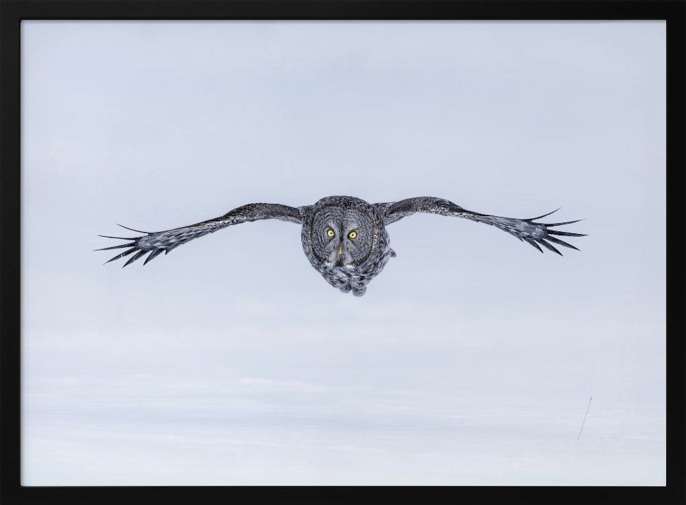 Great Grey Owl in Flight Poster