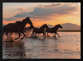 WATER HORSES Poster