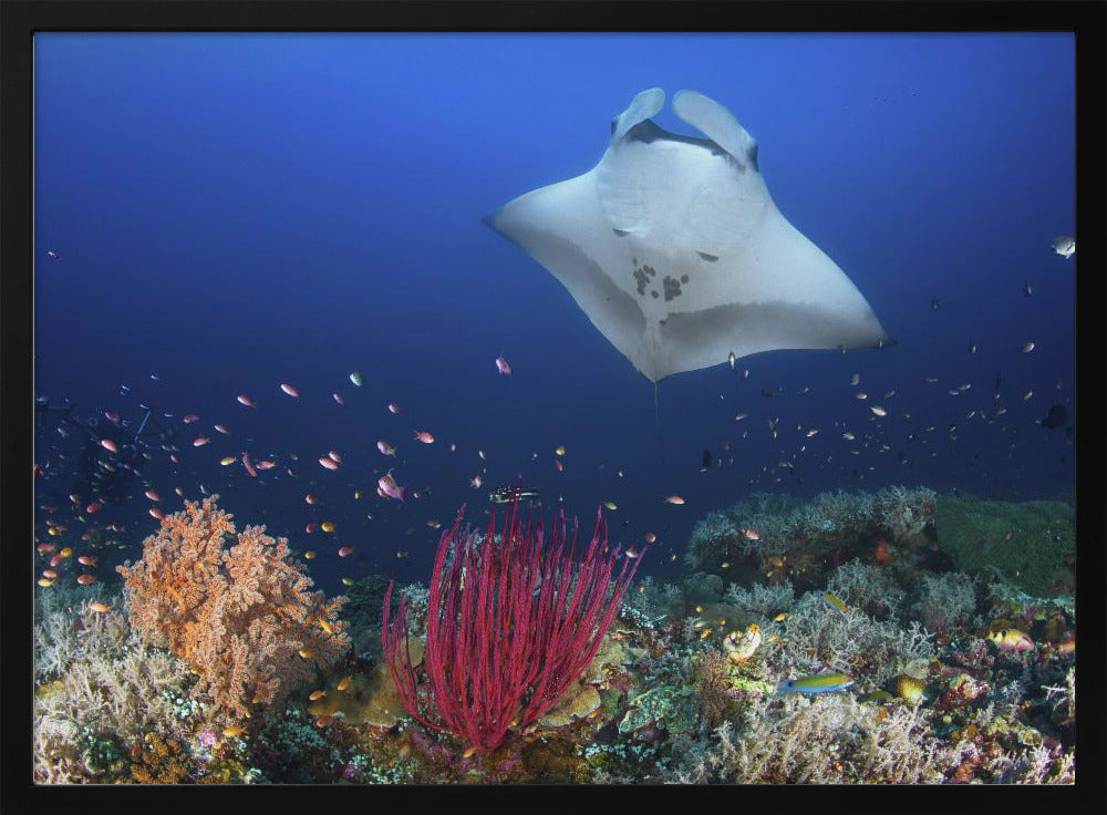 Ocean Manta Ray on the reef Poster