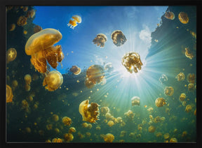 Sunlight and Jellyfish Poster