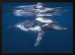 A humpback whale and its calf Poster