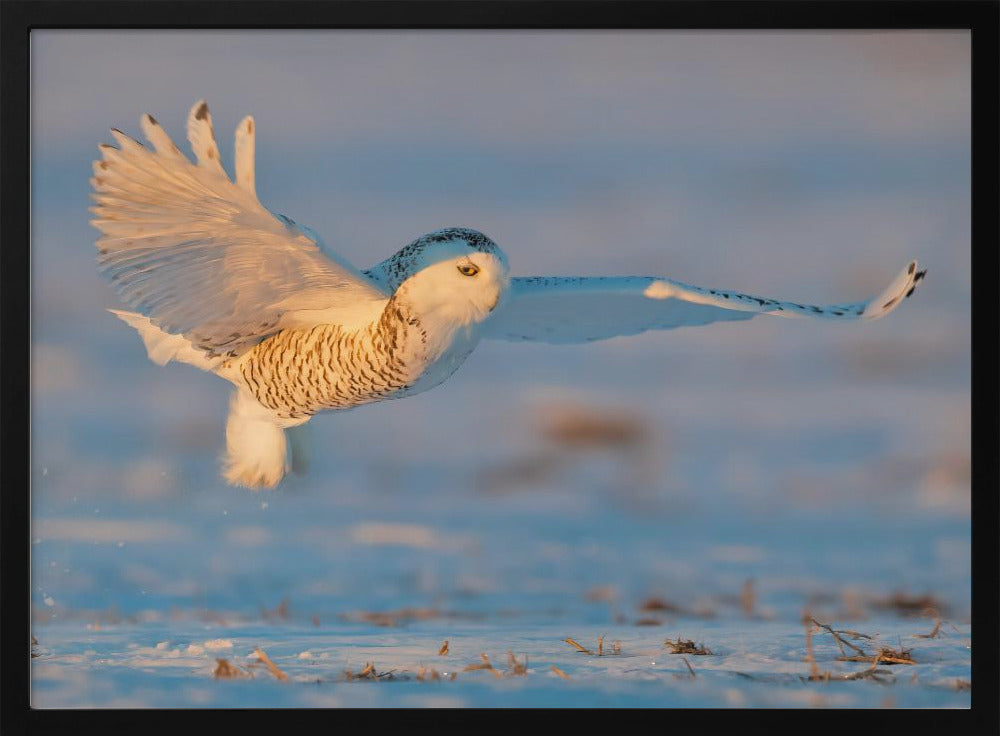 Snowy Owl Poster