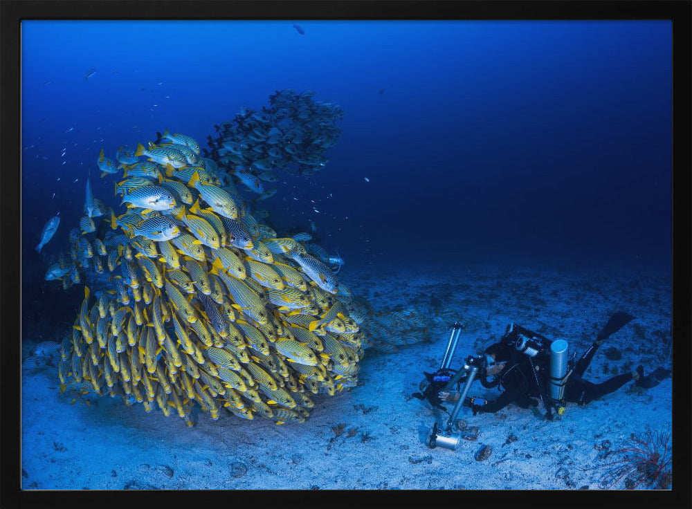 Face to face with diagonal-banded sweetlips Poster