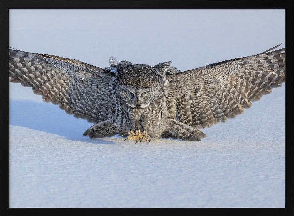 Hunting in The Morning Poster