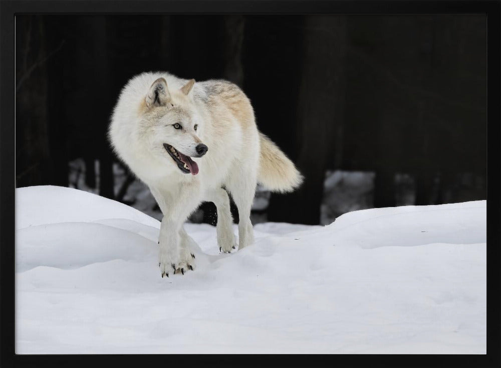 Out of The Dark Poster