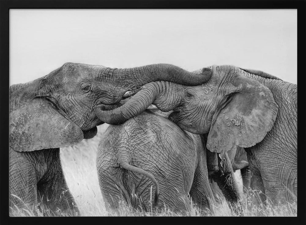 Elephant Playing Poster