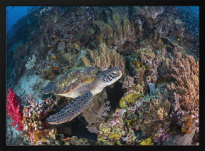 Coral garden and green turtle Poster