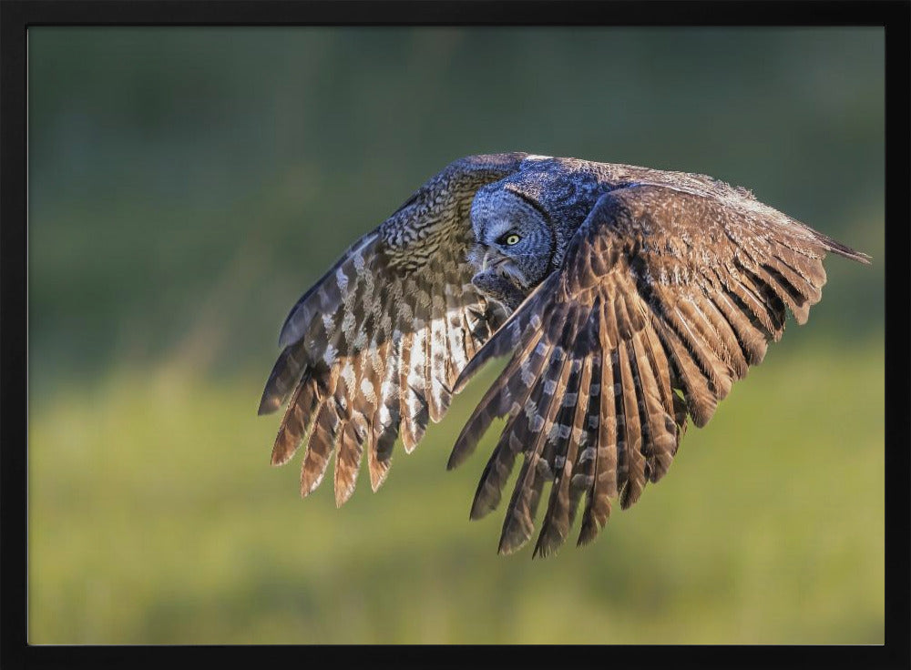 Great Grey Owl Poster